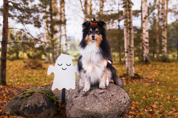 Happy funny Halloween postcard with sable black white shetland sheepdog, sheltie with d orange...