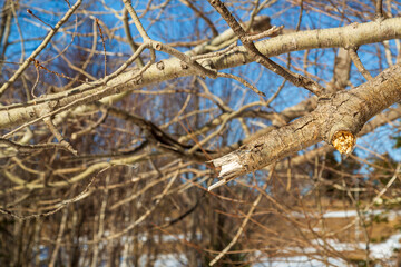 Broken branch of a tree on an early spring day
