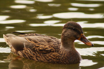 duck on the water