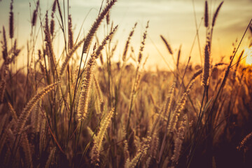 Grass flower with sunset background. retro filter