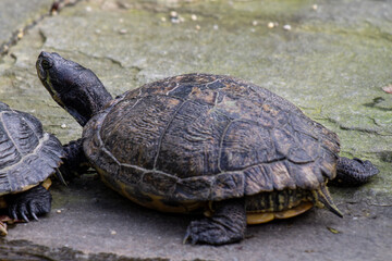 closeup of profile of turtle (trachemys scripta scripta, yellow-bellied slider) looking in the distance