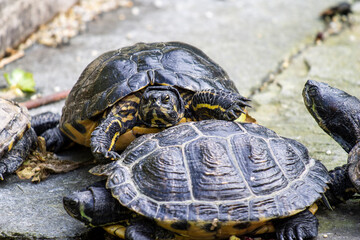 closeup of bossy and angry turtle (yellow-bellied slider, trachemys scripta scripta) looking straight into the camera while standing on the shell of another turtle