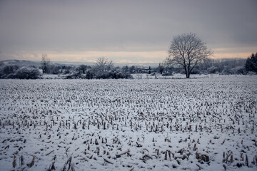 paysage de neige en hiver, gelées matinales
