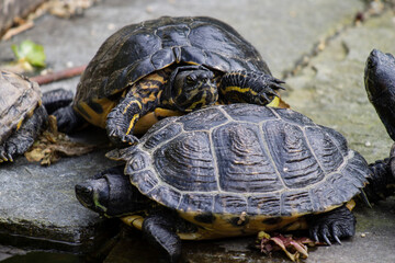 closeup of bossy and angry turtle (yellow-bellied slider, trachemys scripta scripta)  standing on the shell of another turtle