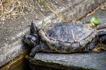 closeup of the profile of a lazy or sleepy turtle (trachemys scripta scripta, yellow-bellied slider)