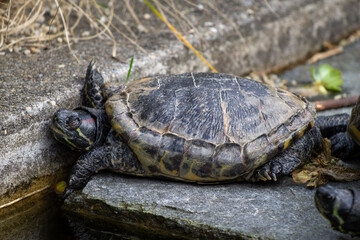 Obraz premium closeup of the profile of a lazy or sleepy turtle (trachemys scripta scripta, yellow-bellied slider)