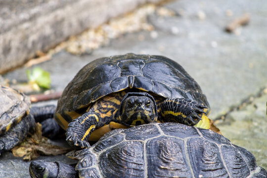 closeup of bossy and angry turtle (yellow-bellied slider, trachemys scripta scripta) looking straight into the camera while standing on the shell of another turtle