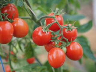 cherry tomatoes close-up