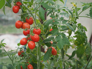 Red cherry tomatoes