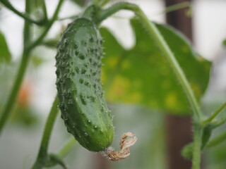 cucumber