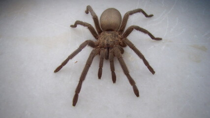 Spider Tarantula isolated on white background
tarantula; a large hairy spider found chiefly in tropical and subtropical America, some kinds of which are able to catch small lizards, frogs, and birds