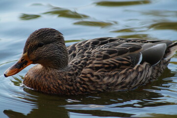 duck on the water