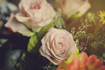 retro roses flowers close up. vintage filtered