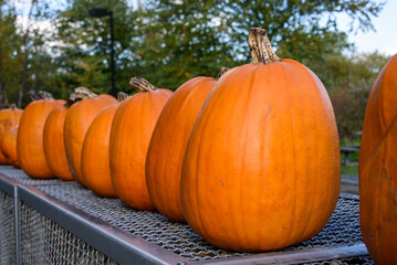 Fall harvest, line of classic orange pumpkins outside on a metal wall
