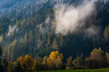 trees in autumn with snow