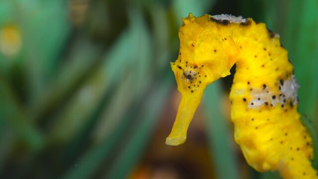 Yellow seahorse closeup over green algi background