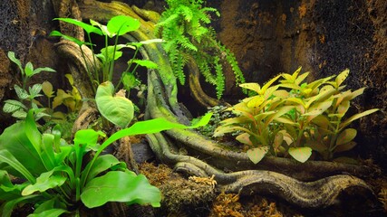Tropical environment terrarium layout with exotic greens and a log