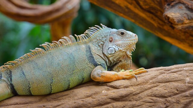 Leguan bilder – Bläddra bland 112,890 stockfoton, vektorer och videor ...
