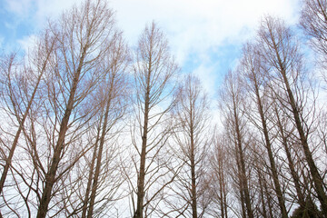 冬の木と空