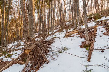 Broken and rotting tree cuttings on the snowy ground during winter