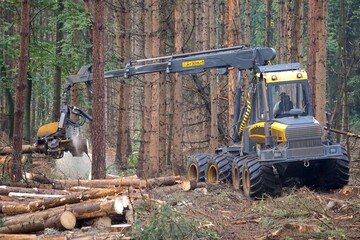 Holzvollernter bei der Rodung von Bäumen in einem vom Borkenkäfer betroffenen Nadelwald