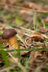 Wild edible mushroom grow in the forest. blur and selective focus
