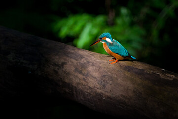Colorful kingfisher in a beam of light on a log in Kanha Indian national park