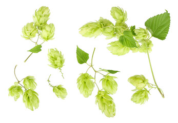 hops isolated on white background, top view