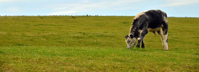 Cow on Horizon, near Barrow-in-Furness, Cumbria, England, UK