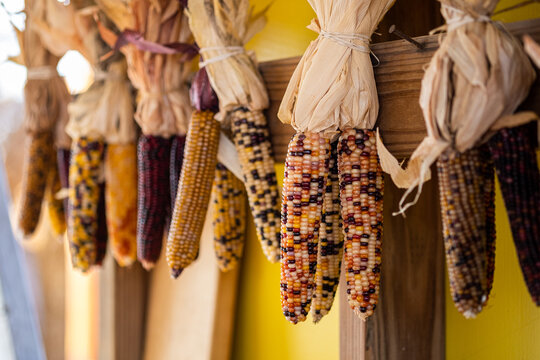 Bundles of indian corn hanging from a piece of wood