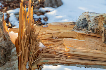 Close up of the a fallen and broken tree during winter