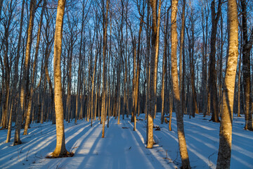 Cool, chilly, winter sunset in a towering birch tree forest.