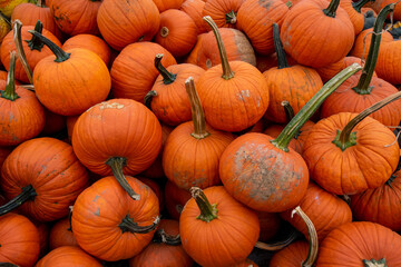 Medium-Sized Orange Pumpkins in a Pile Filling the Frame