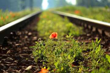 Red poppy on the railway tracks
