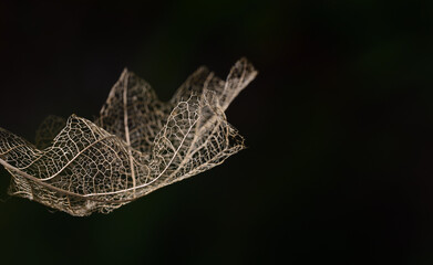 Close up of the skeleton of an oak leaf against a dark background in autumn