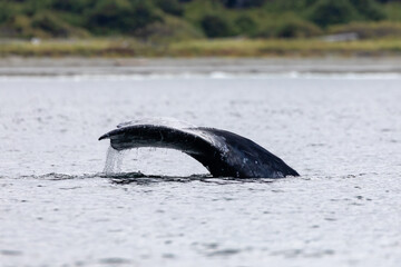 Grey Whale (Eschrichtius robustus) breaching off Long Beach (Tofino), British Columbia, Canada