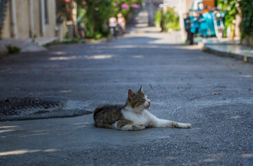 Cat layin in the middle of the street on Buyukada island, Istanbul, Turkey