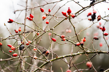 Wild rose berries in Winter