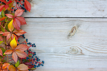 Autumn leaves frame over wooden background. Bright red leaves of wild wine Parthenocissus. Victoria...