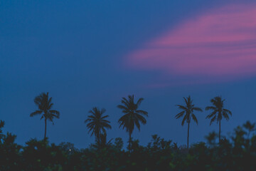 Silhouette coconut tree with sunrise twilight sky background