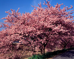 みなみの桜