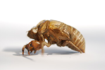 Cicada exoskeleton