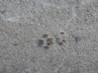 Fototapeta na wymiar cat footprints on concrete