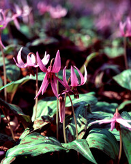 カタクリの花