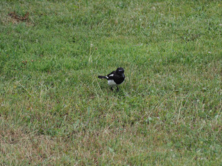 Eurasian magpie bird animal