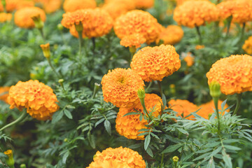 yellow marigold flowers blossom in garden close up