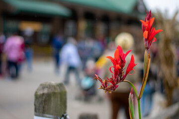 A Small Red Flower Growing in Front of a Busy Farmer's Market