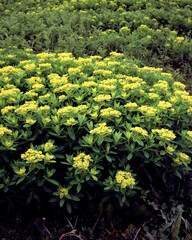 田島ヶ原・ノウルシ