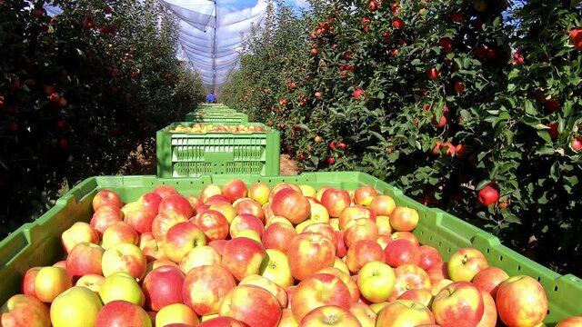 Apples in a boxes after harvest transport between rows of orchards to the cold storage. Farmers pick ripe apples in an orchard that has anti-hail nets, slow motion