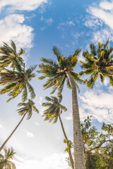 Beach Coconut tree on blue sky background